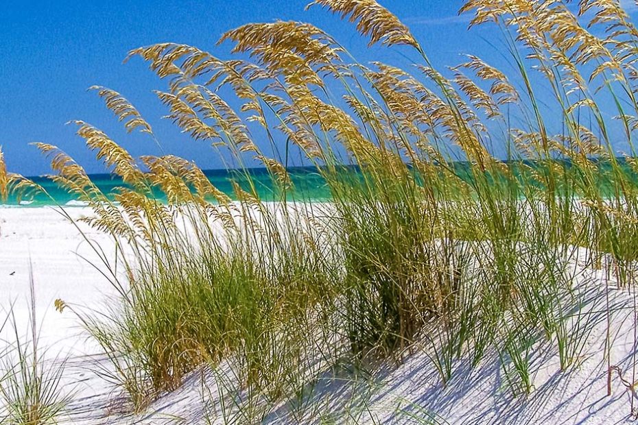 gulf coast beach and plant life