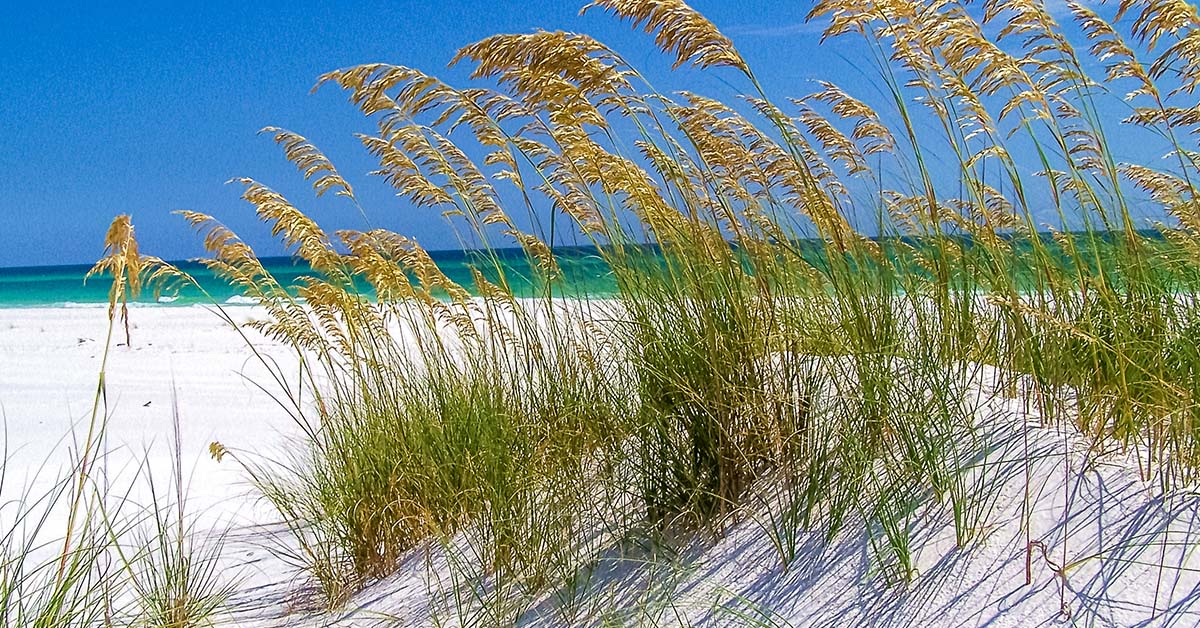 gulf coast beach and plant life